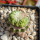 LOPHOPHORA alberto-vojtechii f. cristata, pot 10 cm