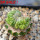 LOPHOPHORA alberto-vojtechii f. cristata, pot 10 cm