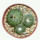 BLOSSFELDIA spec., seedling, illustrative photo