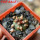BLOSSFELDIA pedicellata var. tominense KK 1525, 5 cm pot, 1 x seedling + seeds
