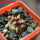 BLOSSFELDIA pedicellata var. tominense KK 1525, 5 cm pot, 1 x seedling + seeds