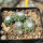 UEBELMANNIA meninensis f. rubra RNK 22, from green plants, 13 months old SEEDLINGS now
