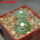 BLOSSFELDIA subterranea KK 1505, 2200 m., Sucre, 5 cm pot, 2 x seedlings + seeds