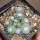 UEBELMANNIA meninensis RNK 47/2023, Serra Negra, 13 months old SEEDLINGS now