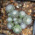 UEBELMANNIA meninensis RNK 47/2023, Serra Negra, 13 months old SEEDLINGS now