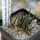 ARIOCARPUS agavoides ssp. sanluisensis VM 804, San Ysidro, 6,5 cm pot, illustrative photo