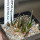 ARIOCARPUS agavoides ssp. sanluisensis VM 804, San Ysidro, 6,5 cm pot, illustrative photo