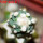ARIOCARPUS retusus PP 232 cv. NonAriocarpus Godzilla, 6 cm pot, one grafted plant
