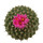 STROMBOCACTUS disciformis ssp. esperanzae, type Xichu, illustrative photo