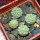 STROMBOCACTUS disciformis ssp. esperanzae var. nova SN 2014.0201, one 6 cm pot,  4 pcs. SEEDLINGS