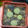 STROMBOCACTUS disciformis ssp. esperanzae var. nova SN 2014.0201, one 6 cm pot,  4 pcs. SEEDLINGS