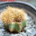 BRACHYCEREUS nesioticus clone P4, 8 cm pot, grafted ass