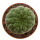 TRICHOCAULON similis, illustrative photo