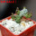 PSEUDOLITHOS dodsonianus, 5 cm pot, own roots, rooted offset