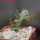 PSEUDOLITHOS dodsonianus, 5 cm pot, own roots, rooted offset