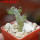 PSEUDOLITHOS dodsonianus, 5 cm pot, own roots, rooted offset