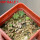 AZTEKIUM valdezii GCG 10893, 1 pot 6 cm, 5 pcs. max 1 cm, SEEDLINGS  