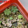 AZTEKIUM valdezii GCG 10893, 1 pot 6 cm, 5 pcs. max 1 cm, SEEDLINGS  