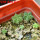 AZTEKIUM valdezii GCG 10893, 1 pot 6 cm, 5 pcs. max 1 cm, SEEDLINGS  