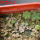 AZTEKIUM valdezii GCG 10893, 1 pot 6 cm, 5 pcs. max 1 cm, SEEDLINGS  