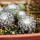 UEBELMANNIA meninensis f. rubra RNK 22/2023, 13 months old SEEDLINGS now