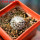 UEBELMANNIA meninensis f. rubra RNK 22, 5 cm pot, SEEDLING